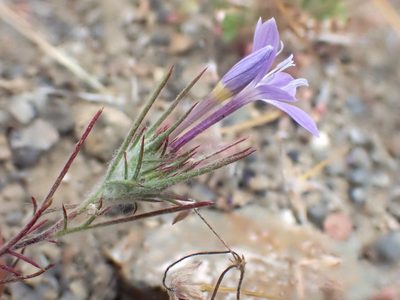 Eriastrum pluriflorum, photographed by Trevor Van Loon