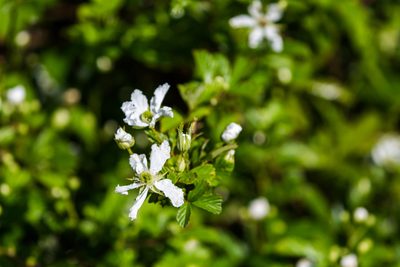 Rubus cuneifolius, photographed by Melissa McMasters