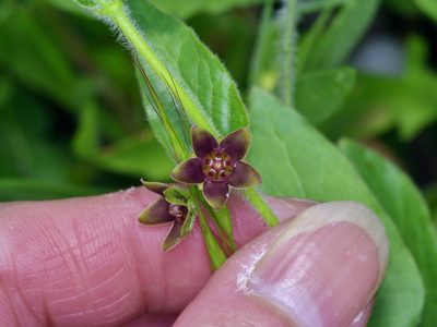 Chthamalia cynanchoides, photographed by Michelle W. （鍾偉瑋）