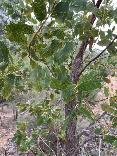 Xylomelum occidentale, photographed by Khands
