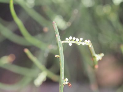 Leptomeria drupacea, photographed by Jesse de Vries