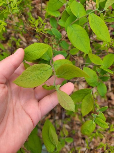 Buckleya distichophylla, photographed by Sammie Alexander