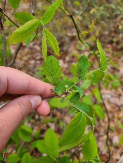 Buckleya distichophylla, photographed by Sammie Alexander