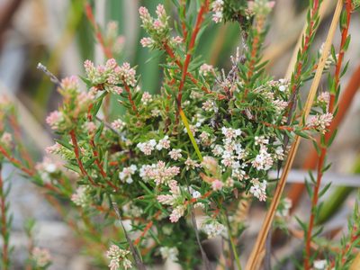 Leucopogon collinus, photographed by Jesse de Vries