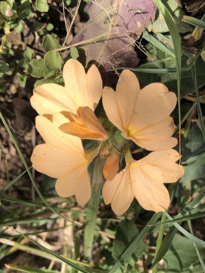 Crossandra subacaulis, photographed by Amelia Tauber