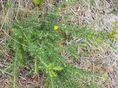 Aotus ericoides, photographed by Jesse de Vries