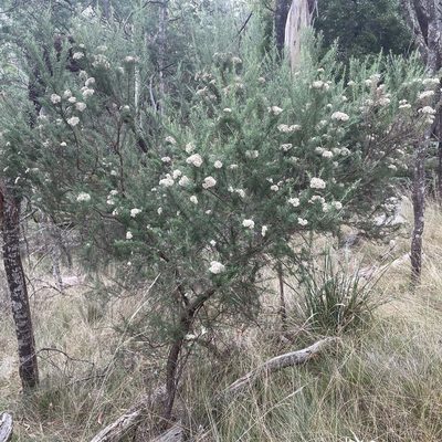 Cassinia aculeata, photographed by Jesse de Vries