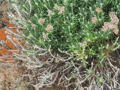 Ozothamnus reticulatus, photographed by Jesse de Vries