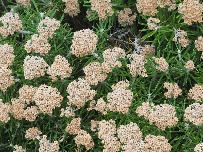 Ozothamnus reticulatus, photographed by Jesse de Vries