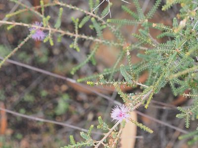 Melaleuca gibbosa, photographed by Jesse de Vries