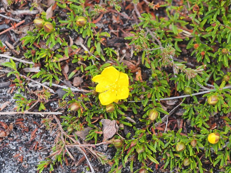 Hibbertia procumbens, photographed by Jesse de Vries
