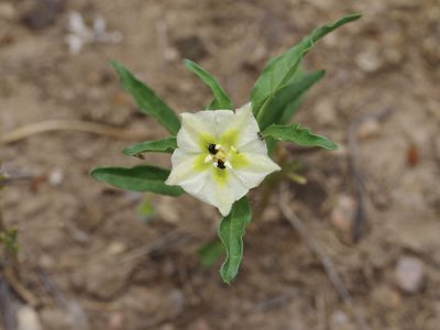 Chamaesaracha edwardsiana, photographed by Michelle W. （鍾偉瑋）