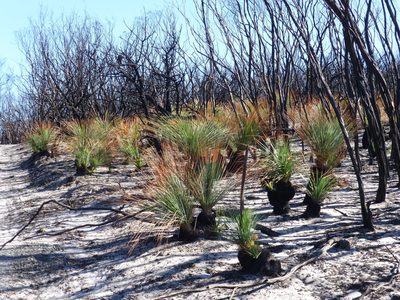 Xanthorrhoea resinosa, photographed by Murray Dawson