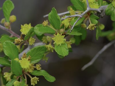 Colubrina texensis, photographed by Michelle W. （鍾偉瑋）