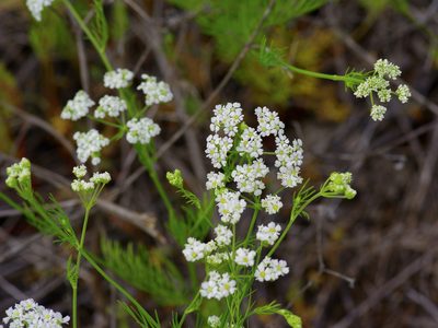 Bifora americana, photographed by Michelle W. （鍾偉瑋）