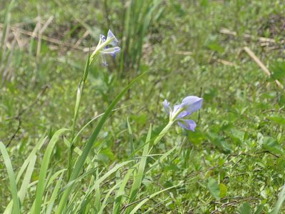 Iris giganticaerulea, photographed by eamonccorbett