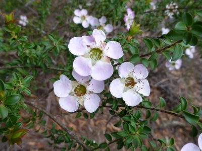 Leptospermum rotundifolium, photographed by Murray Dawson