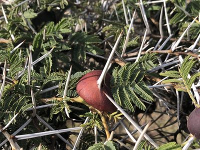 Vachellia drepanolobium, photographed by Amelia Tauber
