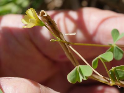 Oxalis rubens, photographed by Bruce Calvert