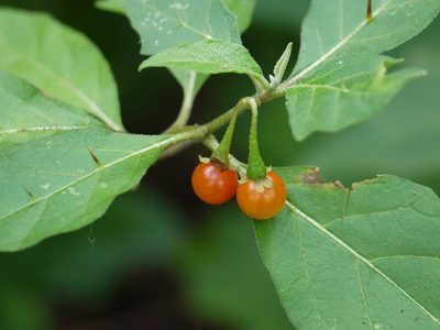 Solanum hovei, photographed by Dinesh Valke