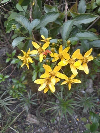 Electranthera mutica, photographed by Saban-Sequén, E.A.