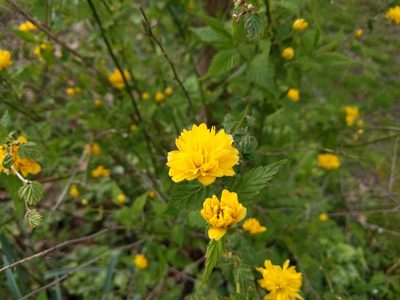 Kerria japonica, photographed by Thieme Hennis