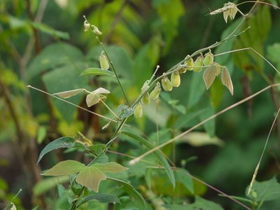 Crotalaria leptostachya, photographed by Dinesh Valke