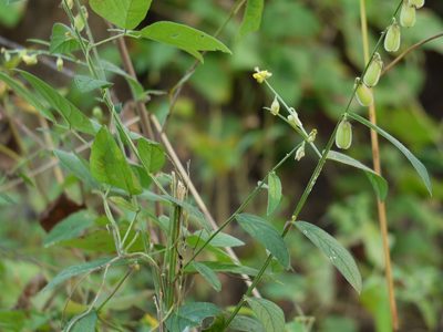 Crotalaria leptostachya, photographed by Dinesh Valke