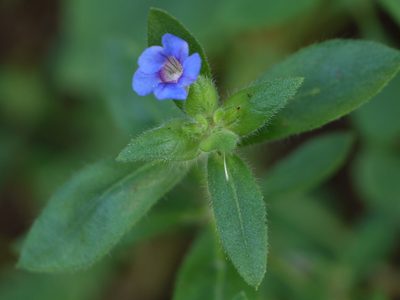 Strobilanthes pavala, photographed by Dinesh Valke