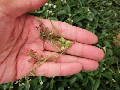 Soliva anthemifolia, photographed by 高山田鼠