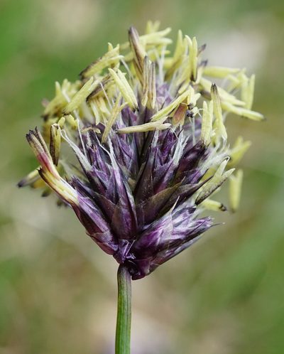 Sesleria uliginosa, photographed by Patrick Hacker