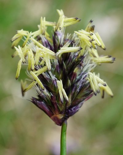 Sesleria uliginosa, photographed by Patrick Hacker