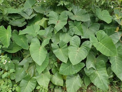Xanthosoma sagittifolium, photographed by 葉子