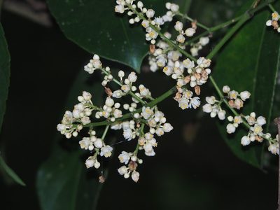 Staphylea formosana, photographed by 葉子