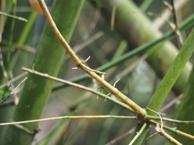 Bambusa spinosa, photographed by 葉子