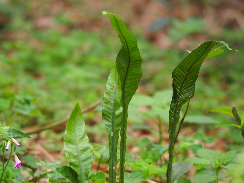 Leptochilus wrightii, photographed by 葉子