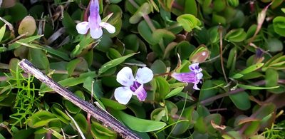 Lindernia grandiflora, photographed by Jeanene Arrington-Fisher
