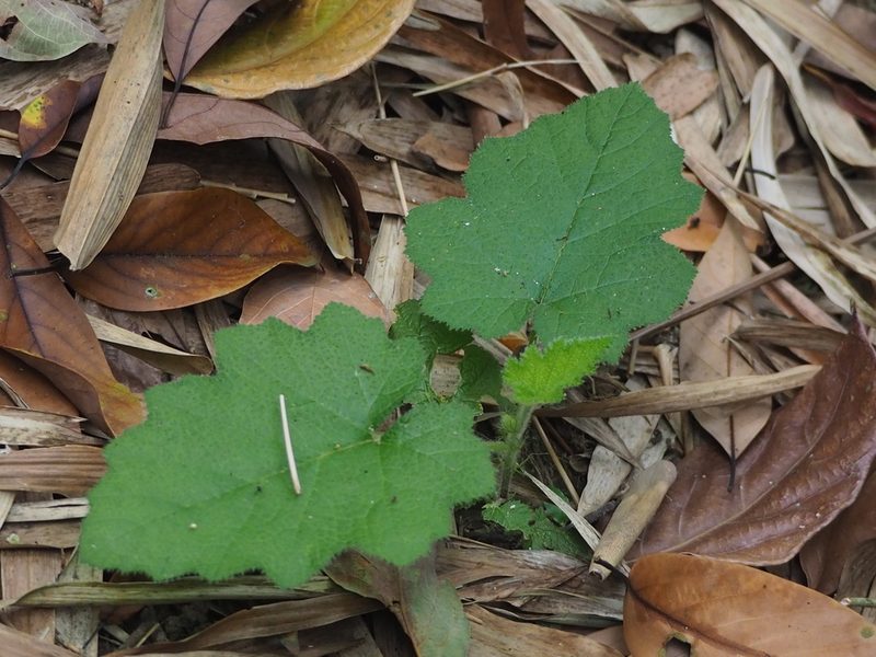 Rubus lambertianus, photographed by 葉子