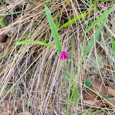 Nanogalactia heterophylla, photographed by Ayla