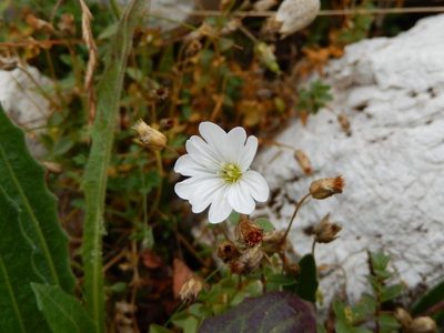 Cerastium carinthiacum, photographed by Luca Fornasari