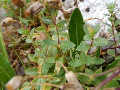 Cerastium carinthiacum, photographed by Luca Fornasari