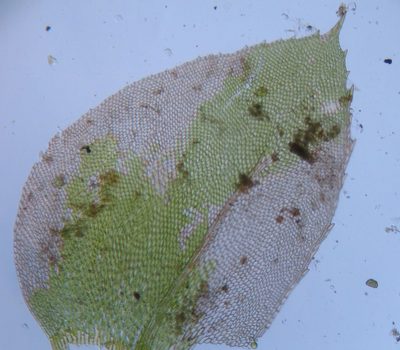 Canalohypopterygium tamariscinum, photographed by John Steel