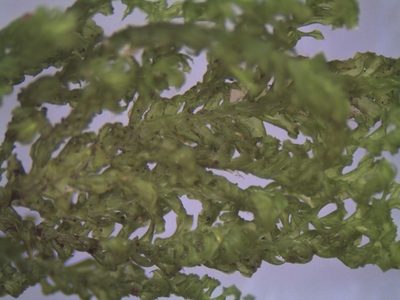 Lopidium concinnum, photographed by John Steel