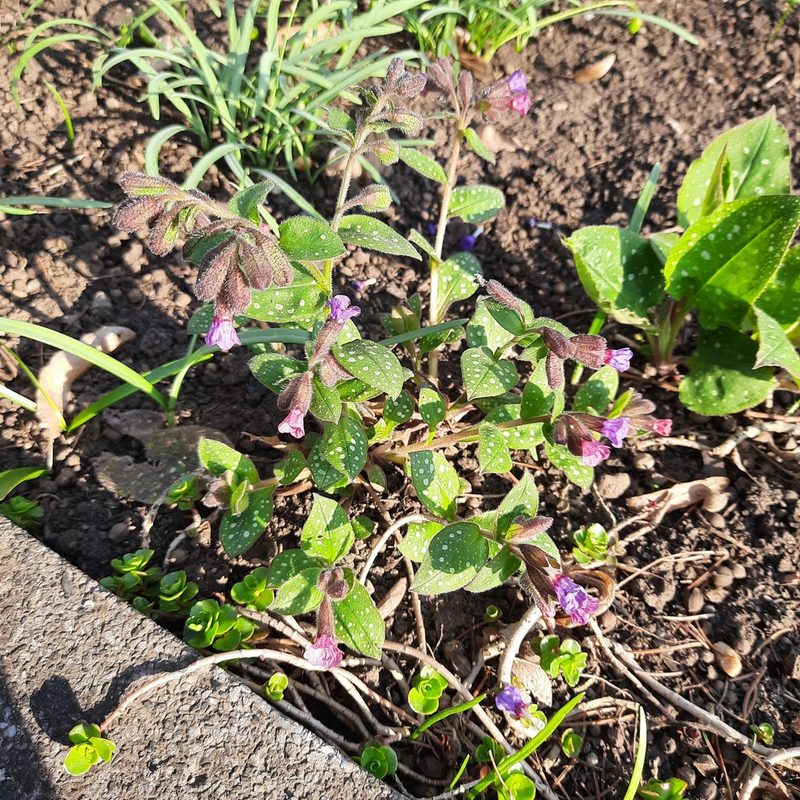 Pulmonaria saccharata, photographed by Maky.Orel