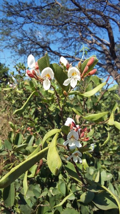 Baphia massaiensis, photographed by Robert Taylor