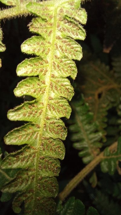 Leptogramma totta, photographed by kevin koen