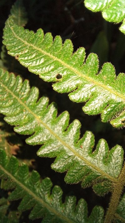 Leptogramma totta, photographed by kevin koen