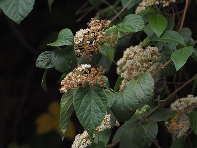 Viburnum luzonicum, photographed by 葉子