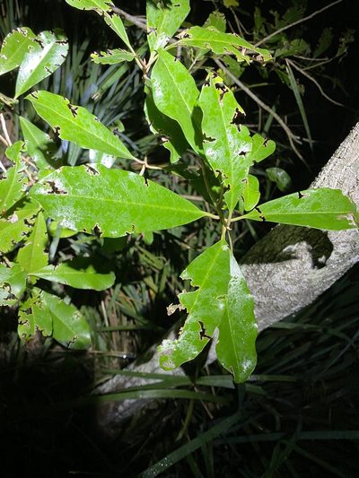 Myrsine howittiana, photographed by Greg Tasney