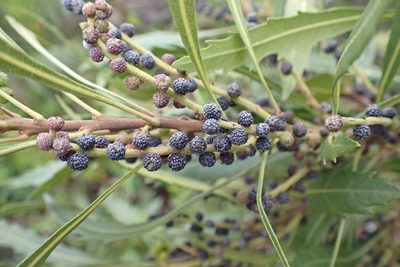 Myrica serrata, photographed by Di Turner